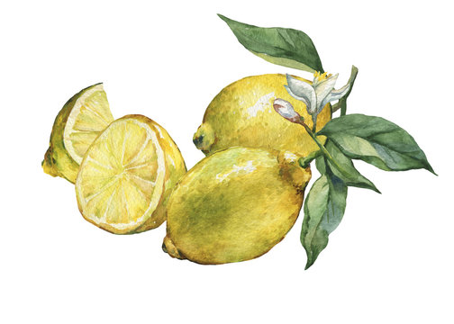 Arrangement with whole  and slice fresh citrus fruit lemon with green leaves and flowers. Hand drawn watercolor painting on white background.
