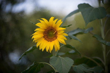 Sunflowers