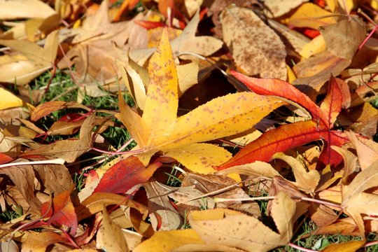 tapis de feuilles tombées au sol en automne