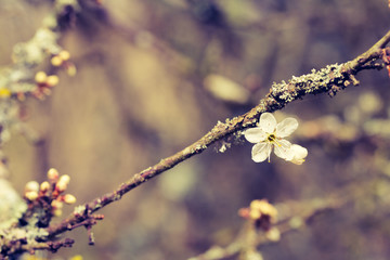 Focus on single flower on tree branch