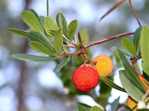 arbouses,fruits de l'arbousier,arbuste fruiter sauvage