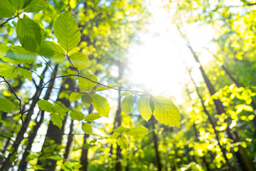 Fototapeta premium Birch leaves against the sunset in the forest