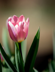 Fototapeta premium Tulips