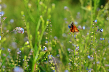Floral background, butterfly on a flower with dew