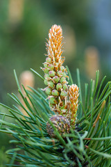 The growth of the pine