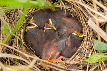 Nest