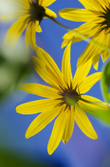 Yellow flowers against blue sky