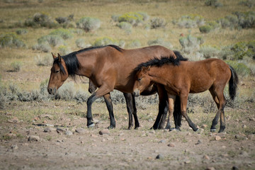 Horses