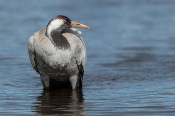 Common crane bathing in a lake
