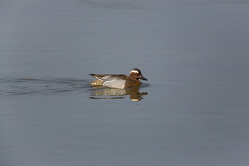 male garganey duck (Anas querquedula) swimming