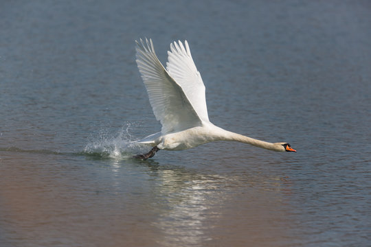 Mute swan (Cygnus olor) running on the water
