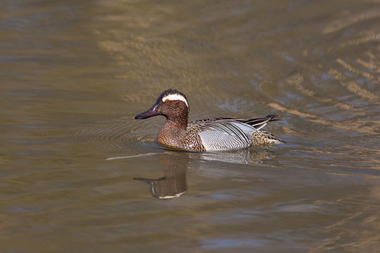 male garganey duck (Anas querquedula) swimming