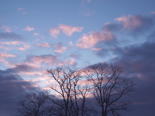 winter sunset sky and trees