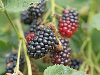 Brombeeren, Rubus sectio Rubus