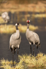 Common crane in a wetland at a stopover site