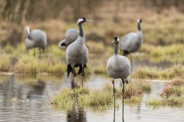 Common crane in a wetland at a stopover site