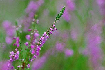 Blooming heather in the summer forest