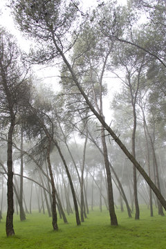 Fototapeta Bosquer en la niebla