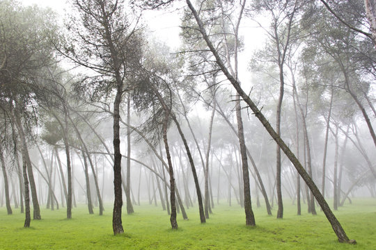 Fototapeta Bosquer en la niebla