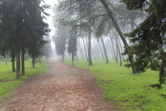 Fototapeta Bosquer en la niebla