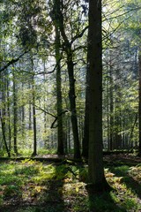 Obraz premium Sunbeam entering rich deciduous forest