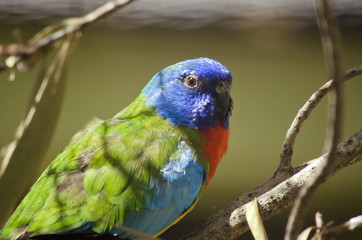 Fototapeta premium scarlet chested parrot