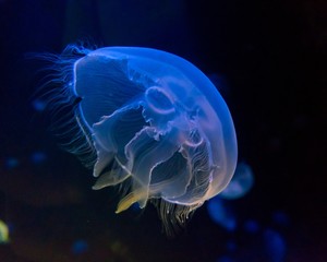 Moon jellyfish  in an aquarium