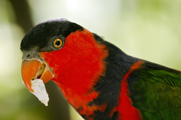 black capped lory