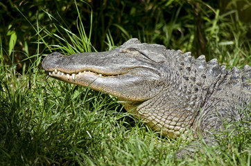 American alligator