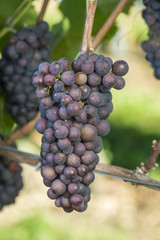 Ripe Pinot Gris Grape In The Vineyard Before Harvest