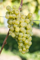 Ripe M&uuml;ller-Turgau Grape In The Vineyard Before Harvest