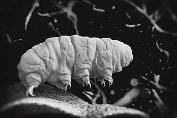 Tardigrade (water bear).