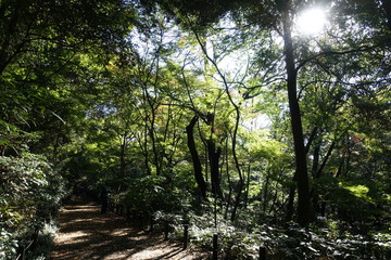 武蔵野雑木林散歩