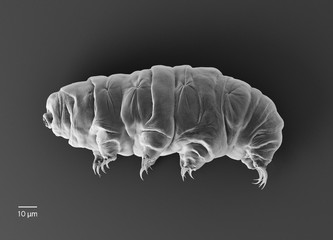 Tardigrade (water bear).