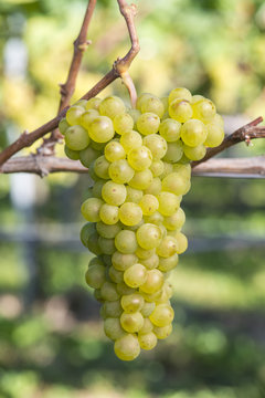 Ripe Pinot Blanc Grape In The Vineyard Before Harvest