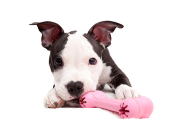 American staffordshire puppy