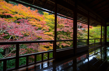 Fototapeta na wymiar Maple trees in fall color seen through rustic Japanese windows during autumn