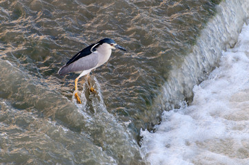 Black-crowned night heron catching fish