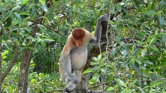 Young male Proboscis monkey (Nasalis larvatus) sitting on a tree in Labuk Bay, Sabah, Borneo, Malaysia. Proboscis monkeys are endemic to the island of Borneo.