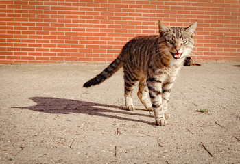 Angriffslustige, getigerte Katze auf einem Bauernhof