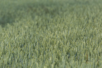 Field of a green wheatfield