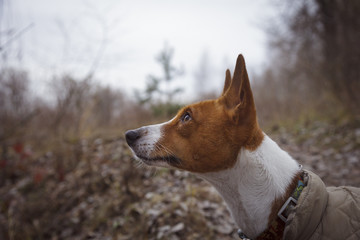 Basenji dog close-up portrait