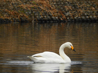 初冬の白鳥