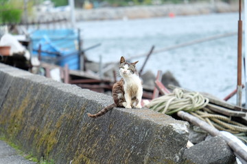 海と猫
