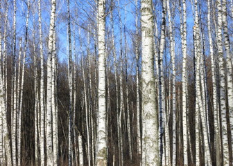 Beautiful landscape with white birches. Birch trees in bright sunshine. Birch grove in autumn. The trunks of birch trees with white bark. Birch trees trunks.