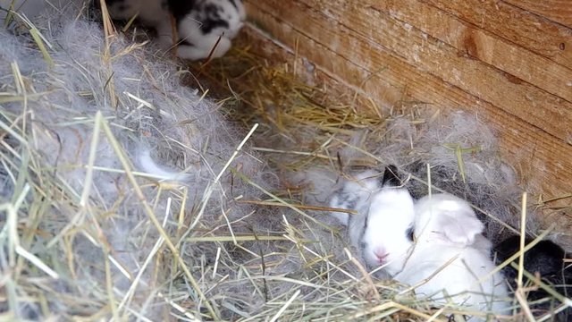 Rabbits in the rabbit hutch
