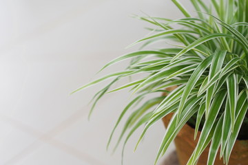 Spider Plant with white background