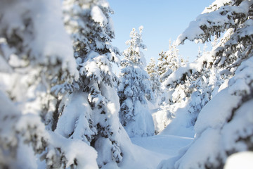 Snow-covered spruces. Winter forest. Ural landscape