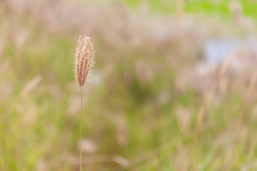 Blurred photo of swollen finger grass, natural abstract backgrou
