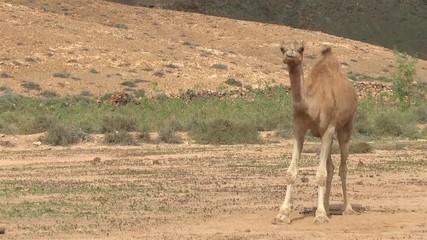 Arabian camel in the wildlife standing solitaire in a sandy  dessert in Fuerteventura Canary Islands.